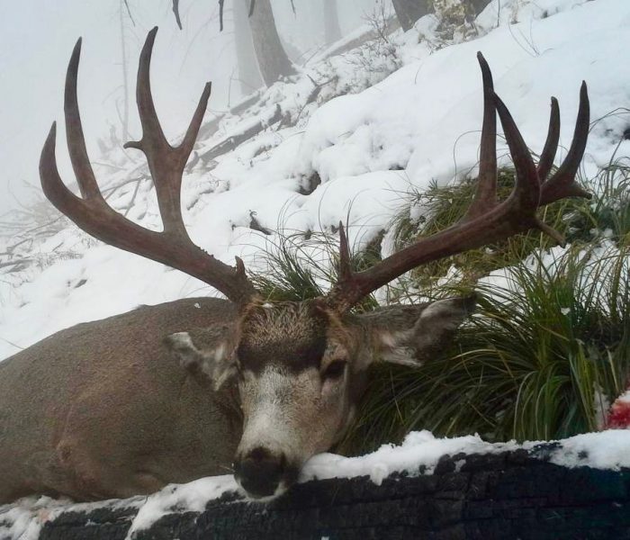 190sbuck
