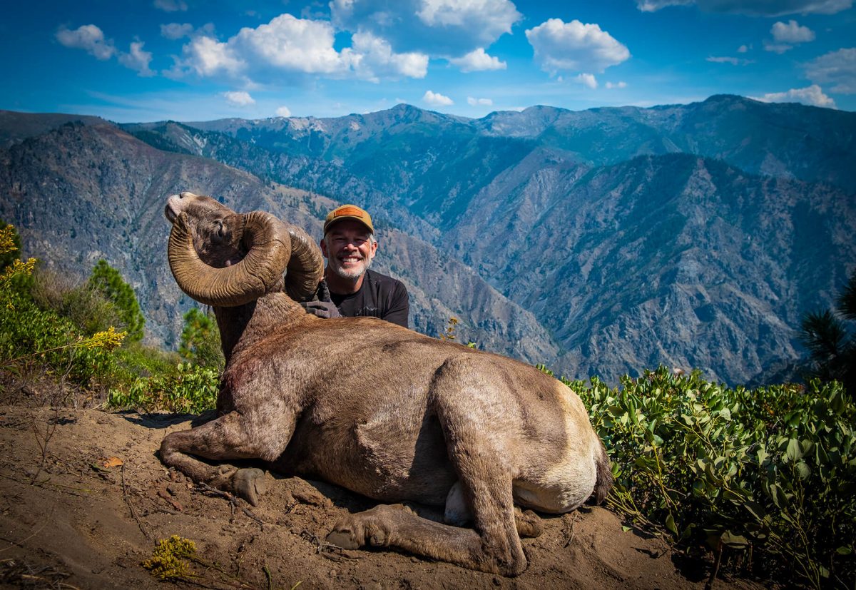 BighornSheep